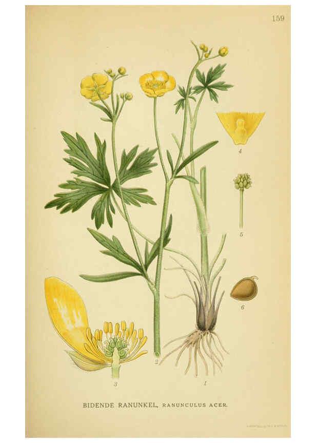 Reproducción/Reproduction 6029376804: Billeder af nordens flora. v.1 København,G.E.C. Gad's forlag,1917-1927