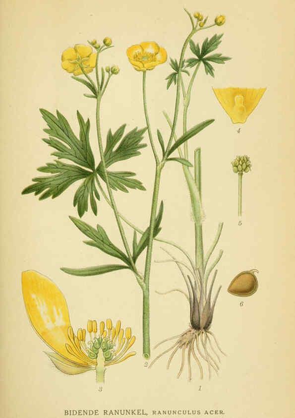 Reproducción/Reproduction 6029376804: Billeder af nordens flora. v.1 København,G.E.C. Gad's forlag,1917-1927