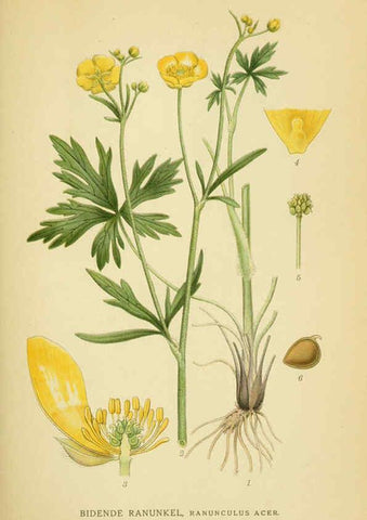 Reproducción/Reproduction 6029376804: Billeder af nordens flora. v.1 København,G.E.C. Gad's forlag,1917-1927