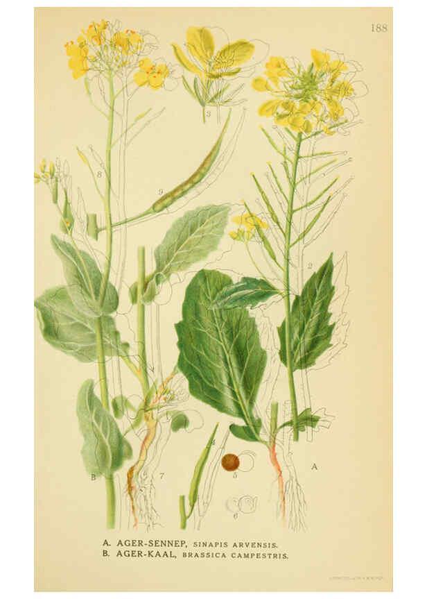 Reproducción/Reproduction 6029386232: Billeder af nordens flora. v.1 København,G.E.C. Gad's forlag,1917-1927