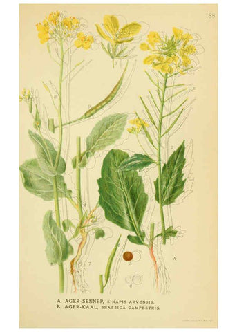 Reproducción/Reproduction 6029386232: Billeder af nordens flora. v.1 København,G.E.C. Gad's forlag,1917-1927