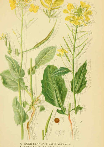 Reproducción/Reproduction 6029386232: Billeder af nordens flora. v.1 København,G.E.C. Gad's forlag,1917-1927