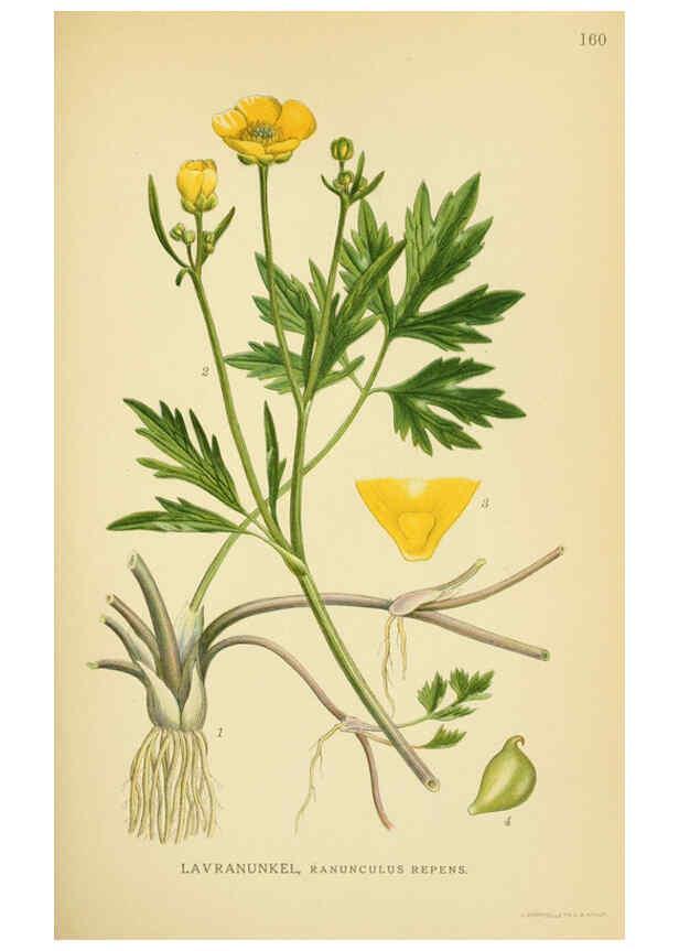 Reproducción/Reproduction 6029377068: Billeder af nordens flora. v.1 København,G.E.C. Gad's forlag,1917-1927