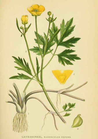 Reproducción/Reproduction 6029377068: Billeder af nordens flora. v.1 København,G.E.C. Gad's forlag,1917-1927