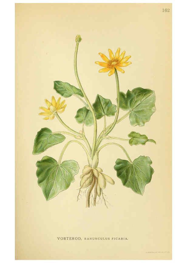 Reproducción/Reproduction 6029377586: Billeder af nordens flora. v.1 København,G.E.C. Gad's forlag,1917-1927