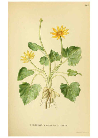 Reproducción/Reproduction 6029377586: Billeder af nordens flora. v.1 København,G.E.C. Gad's forlag,1917-1927