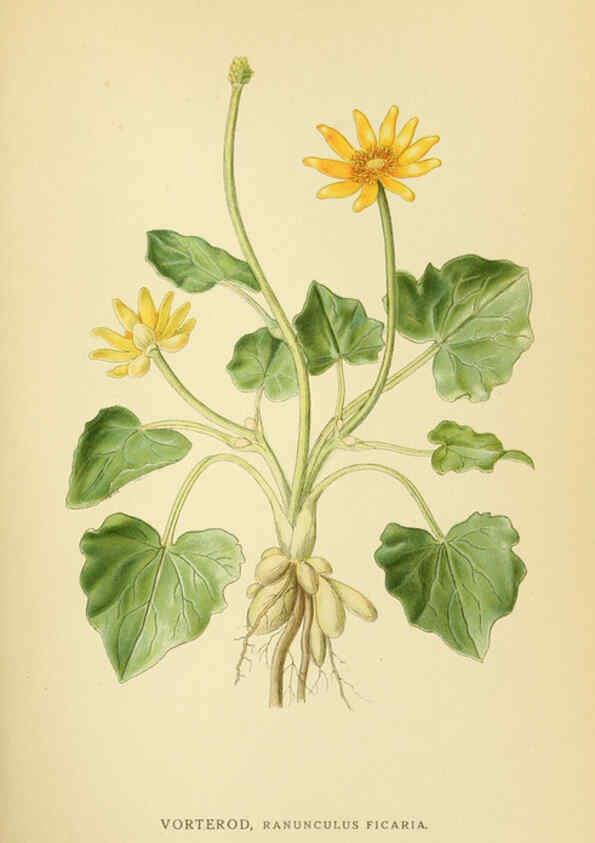 Reproducción/Reproduction 6029377586: Billeder af nordens flora. v.1 København,G.E.C. Gad's forlag,1917-1927