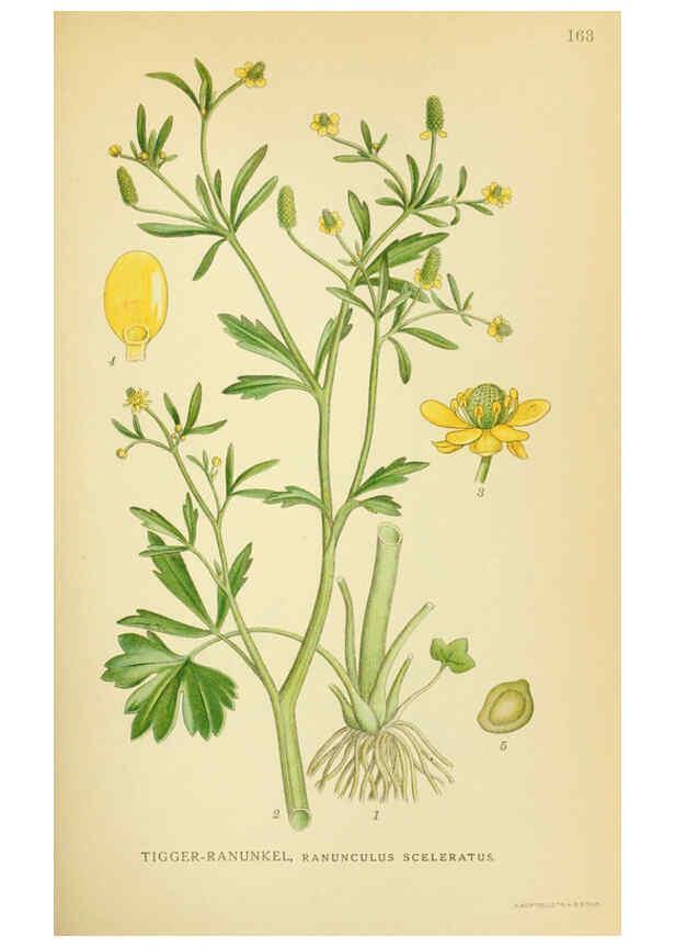 Reproducción/Reproduction 6028825309: Billeder af nordens flora. v.1 København,G.E.C. Gad's forlag,1917-1927