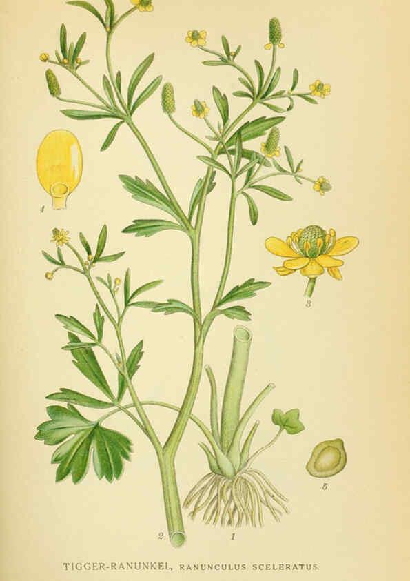 Reproducción/Reproduction 6028825309: Billeder af nordens flora. v.1 København,G.E.C. Gad's forlag,1917-1927