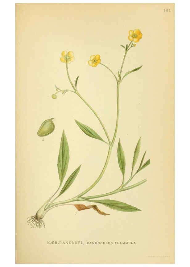 Reproducción/Reproduction 6028825577: Billeder af nordens flora. v.1 København,G.E.C. Gad's forlag,1917-1927