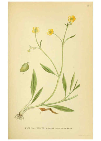 Reproducción/Reproduction 6028825577: Billeder af nordens flora. v.1 København,G.E.C. Gad's forlag,1917-1927