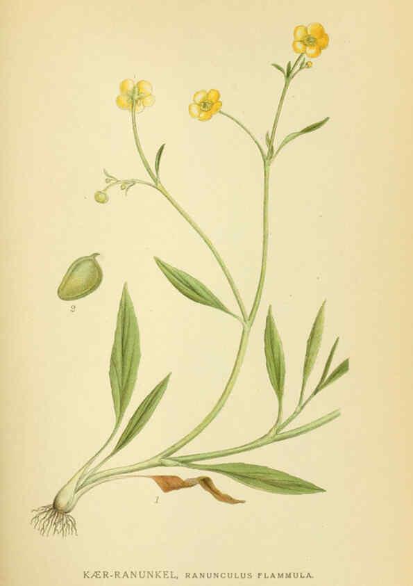 Reproducción/Reproduction 6028825577: Billeder af nordens flora. v.1 København,G.E.C. Gad's forlag,1917-1927