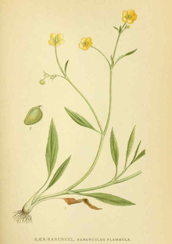 Reproducción/Reproduction 6028825577: Billeder af nordens flora. v.1 København,G.E.C. Gad's forlag,1917-1927