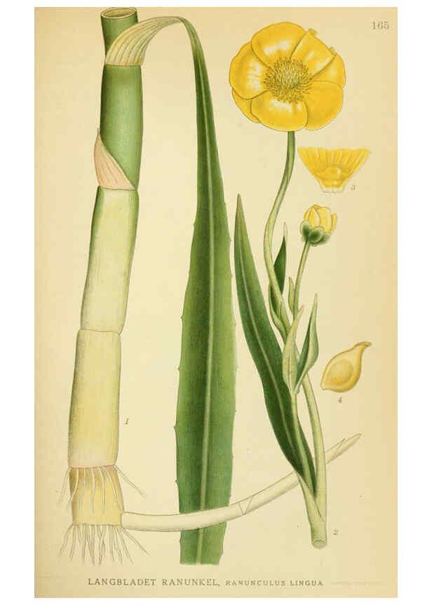 Reproducción/Reproduction 6029378302: Billeder af nordens flora. v.1 København,G.E.C. Gad's forlag,1917-1927