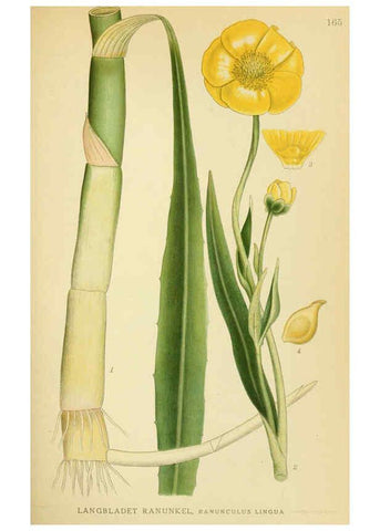 Reproducción/Reproduction 6029378302: Billeder af nordens flora. v.1 København,G.E.C. Gad's forlag,1917-1927