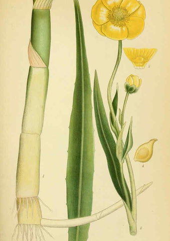 Reproducción/Reproduction 6029378302: Billeder af nordens flora. v.1 København,G.E.C. Gad's forlag,1917-1927