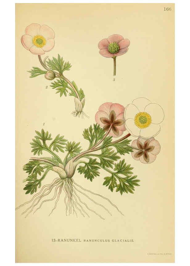 Reproducción/Reproduction 6028826113: Billeder af nordens flora. v.1 København,G.E.C. Gad's forlag,1917-1927