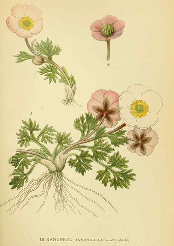 Reproducción/Reproduction 6028826113: Billeder af nordens flora. v.1 København,G.E.C. Gad's forlag,1917-1927