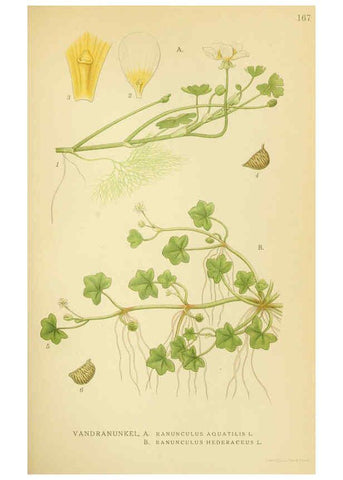 Reproducción/Reproduction 6029378934: Billeder af nordens flora. v.1 København,G.E.C. Gad's forlag,1917-1927