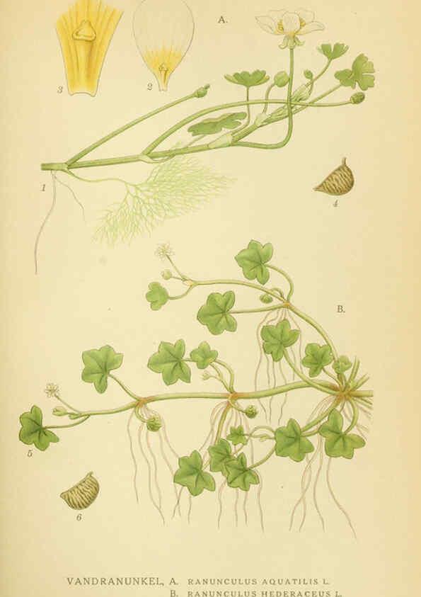 Reproducción/Reproduction 6029378934: Billeder af nordens flora. v.1 København,G.E.C. Gad's forlag,1917-1927
