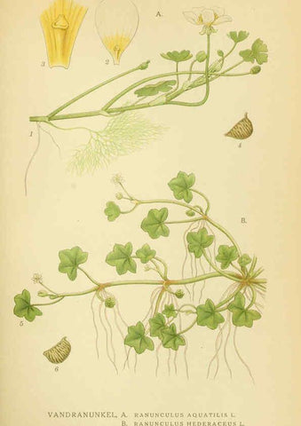 Reproducción/Reproduction 6029378934: Billeder af nordens flora. v.1 København,G.E.C. Gad's forlag,1917-1927