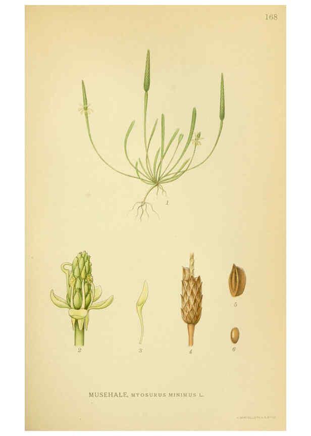 Reproducción/Reproduction 6029379272: Billeder af nordens flora. v.1 København,G.E.C. Gad's forlag,1917-1927