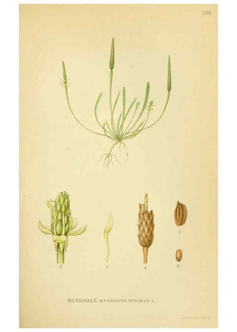 Reproducción/Reproduction 6029379272: Billeder af nordens flora. v.1 København,G.E.C. Gad's forlag,1917-1927