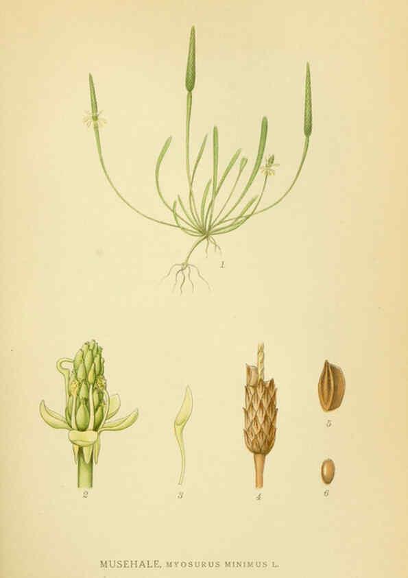 Reproducción/Reproduction 6029379272: Billeder af nordens flora. v.1 København,G.E.C. Gad's forlag,1917-1927