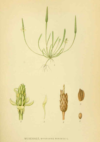Reproducción/Reproduction 6029379272: Billeder af nordens flora. v.1 København,G.E.C. Gad's forlag,1917-1927