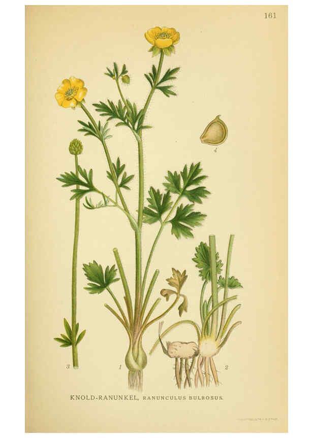 Reproducción/Reproduction 6029377298: Billeder af nordens flora. v.1 København,G.E.C. Gad's forlag,1917-1927