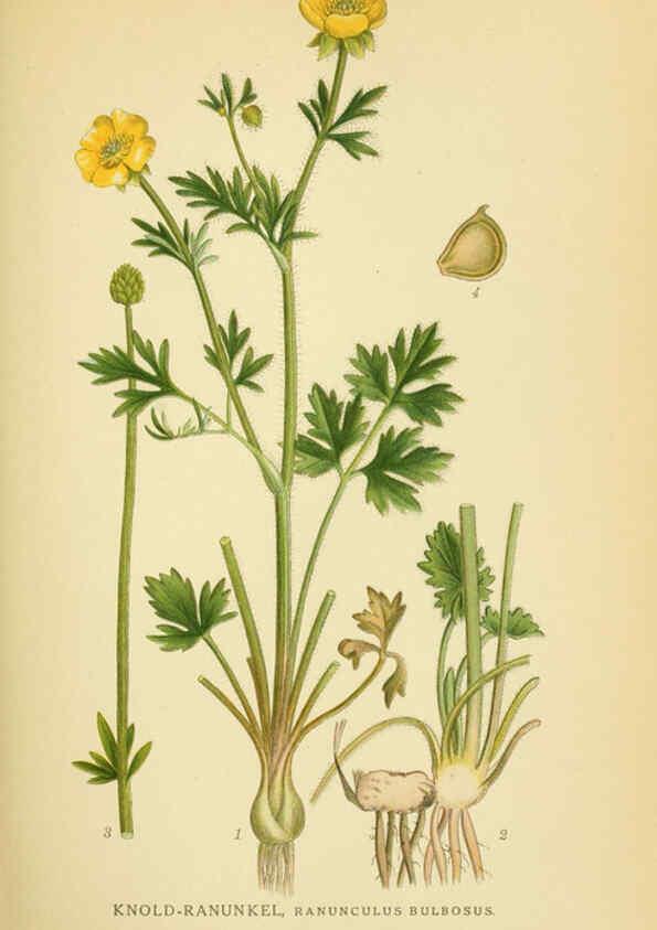 Reproducción/Reproduction 6029377298: Billeder af nordens flora. v.1 København,G.E.C. Gad's forlag,1917-1927