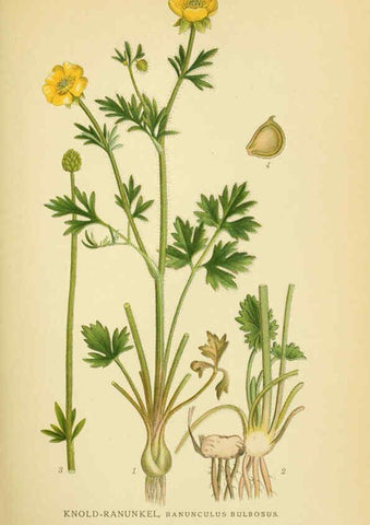 Reproducción/Reproduction 6029377298: Billeder af nordens flora. v.1 København,G.E.C. Gad's forlag,1917-1927