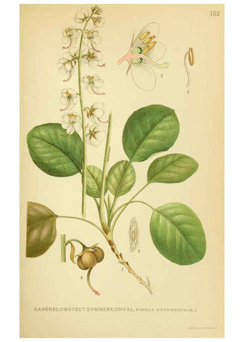 Reproducción/Reproduction 6028822037: Billeder af nordens flora. v.1 København,G.E.C. Gad's forlag,1917-1927
