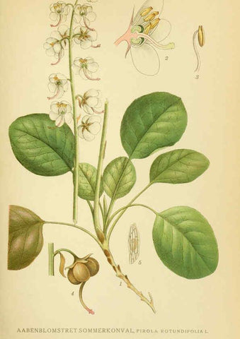 Reproducción/Reproduction 6028822037: Billeder af nordens flora. v.1 København,G.E.C. Gad's forlag,1917-1927