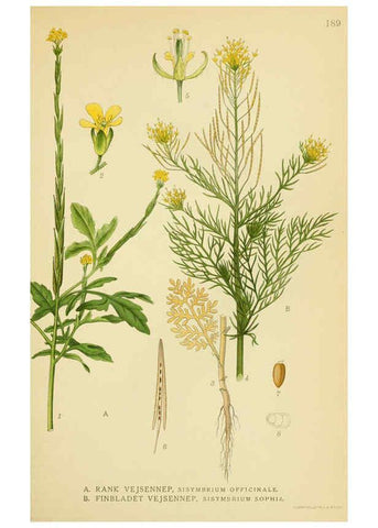 Reproducción/Reproduction 6029386612: Billeder af nordens flora. v.1 København,G.E.C. Gad's forlag,1917-1927