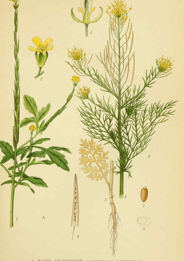 Reproducción/Reproduction 6029386612: Billeder af nordens flora. v.1 København,G.E.C. Gad's forlag,1917-1927
