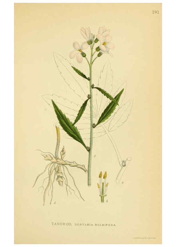 Reproducción/Reproduction 6029387144: Billeder af nordens flora. v.1 København,G.E.C. Gad's forlag,1917-1927