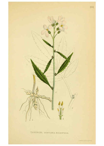 Reproducción/Reproduction 6029387144: Billeder af nordens flora. v.1 København,G.E.C. Gad's forlag,1917-1927