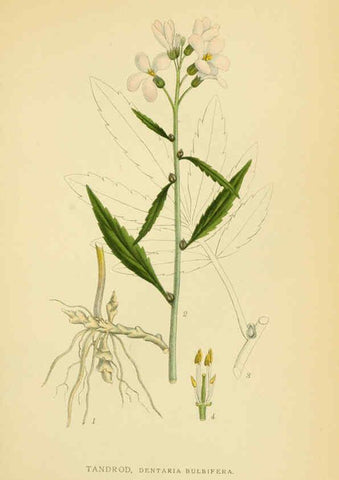 Reproducción/Reproduction 6029387144: Billeder af nordens flora. v.1 København,G.E.C. Gad's forlag,1917-1927