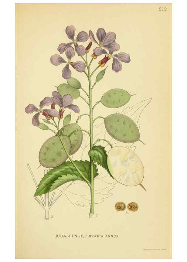 Reproducción/Reproduction 6029394028: Billeder af nordens flora. v.1 København,G.E.C. Gad's forlag,1917-1927