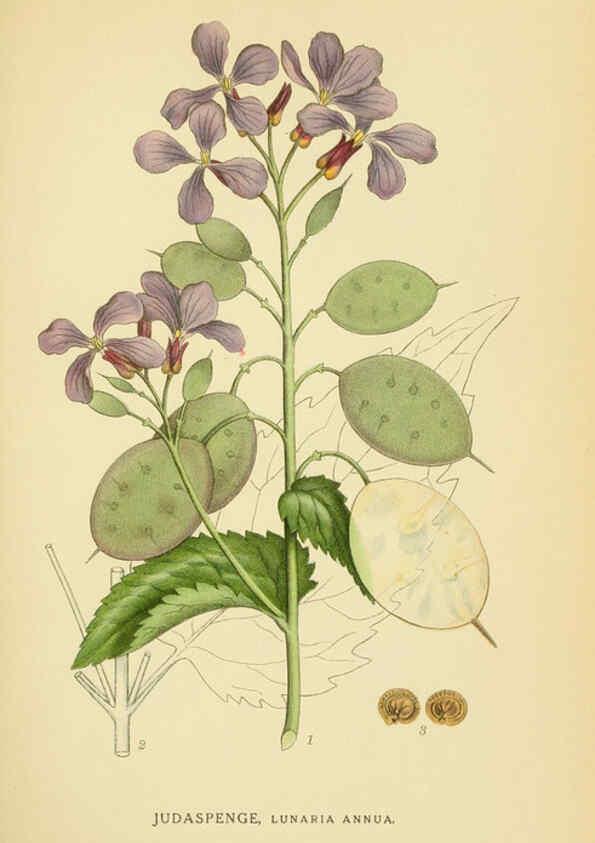 Reproducción/Reproduction 6029394028: Billeder af nordens flora. v.1 København,G.E.C. Gad's forlag,1917-1927