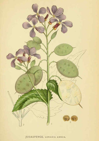 Reproducción/Reproduction 6029394028: Billeder af nordens flora. v.1 København,G.E.C. Gad's forlag,1917-1927