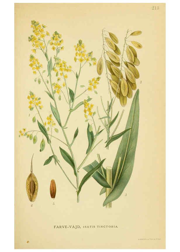 Reproducción/Reproduction 6029394240: Billeder af nordens flora. v.1 København,G.E.C. Gad's forlag,1917-1927