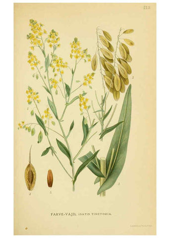 Reproducción/Reproduction 6029394240: Billeder af nordens flora. v.1 København,G.E.C. Gad's forlag,1917-1927