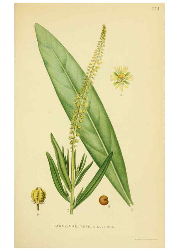 Reproducción/Reproduction 6028841985: Billeder af nordens flora. v.1 København,G.E.C. Gad's forlag,1917-1927