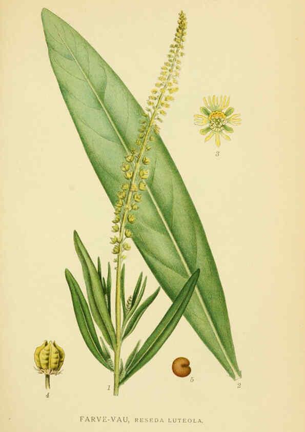Reproducción/Reproduction 6028841985: Billeder af nordens flora. v.1 København,G.E.C. Gad's forlag,1917-1927