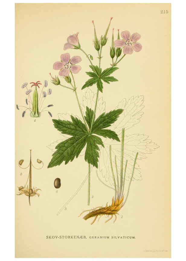 Reproducción/Reproduction 6028842303: Billeder af nordens flora. v.1 København,G.E.C. Gad's forlag,1917-1927