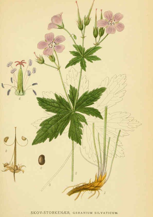 Reproducción/Reproduction 6028842303: Billeder af nordens flora. v.1 København,G.E.C. Gad's forlag,1917-1927
