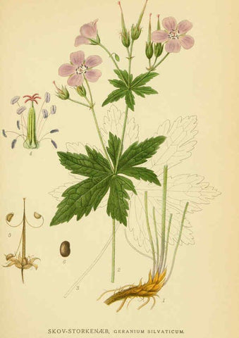 Reproducción/Reproduction 6028842303: Billeder af nordens flora. v.1 København,G.E.C. Gad's forlag,1917-1927