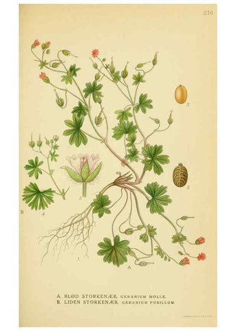 Reproducción/Reproduction 6028842609: Billeder af nordens flora. v.1 København,G.E.C. Gad's forlag,1917-1927